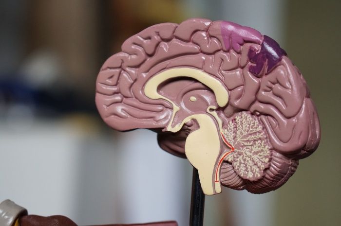 Manusia gambar otak Anatomi Otak