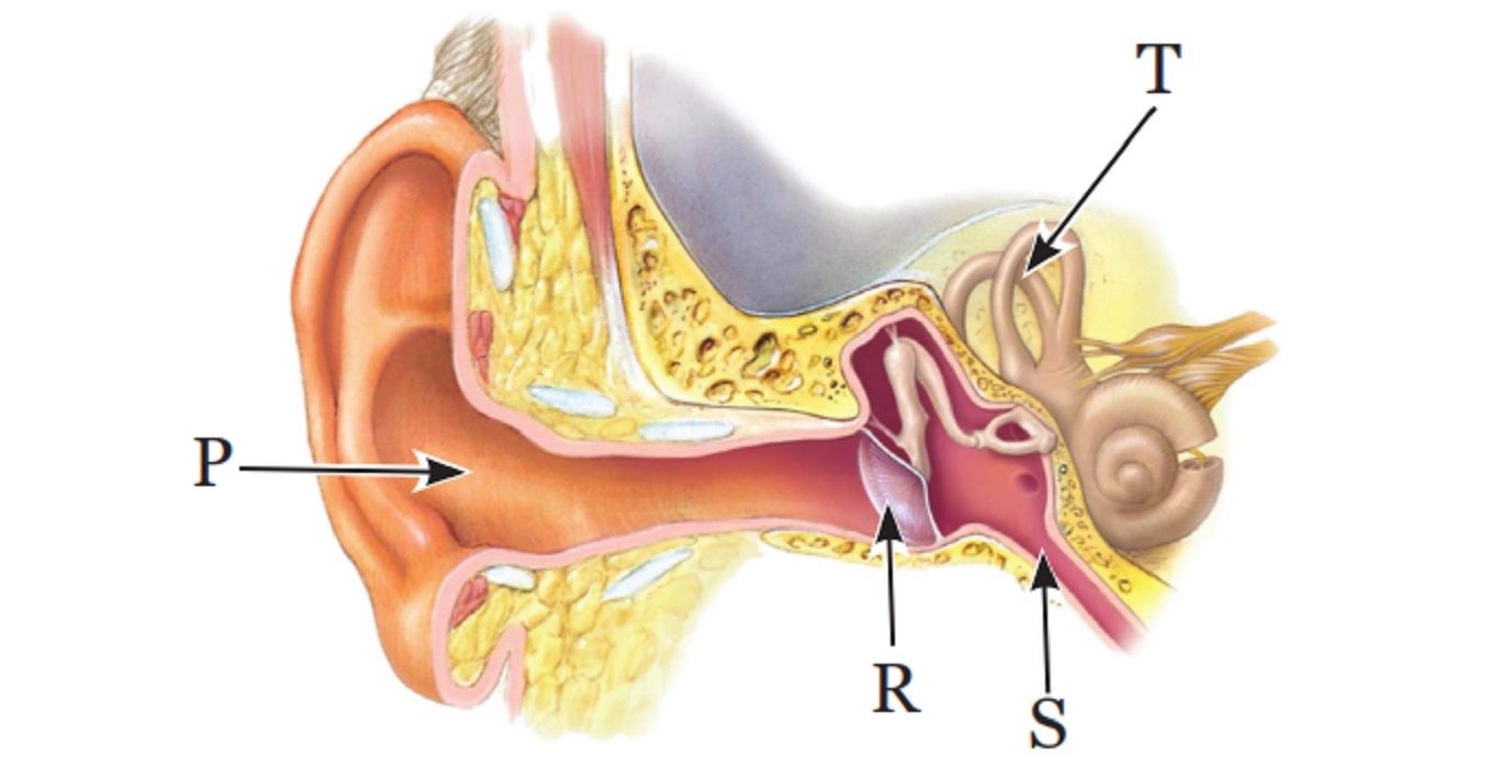 Слуховая косточка в ухе 9 букв. Плакат строение уха снаружи.