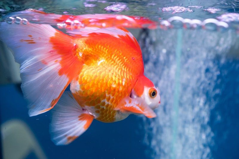 SOLUSI Atasi Kondisi Ikan Mas Koki dalam Akuarium saat Listrik Padam
