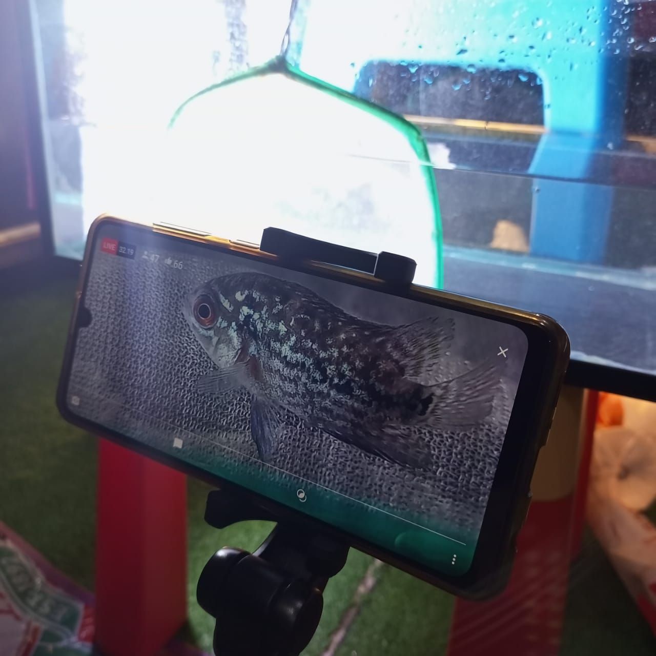Seekor ikan Louhan Kamfa yang sedang dilelang di YouTube 