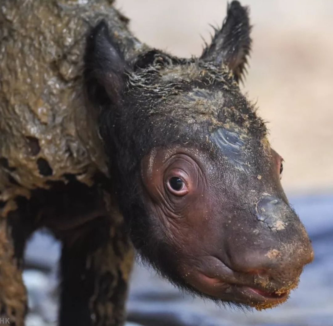 Potret bayi badak yang baru lahir di Way Kambas