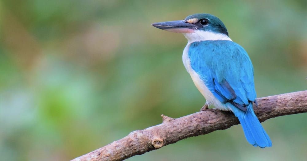 Fakta Burung Kingfisher Satwa Asli Singapura, Ini Keunikannya