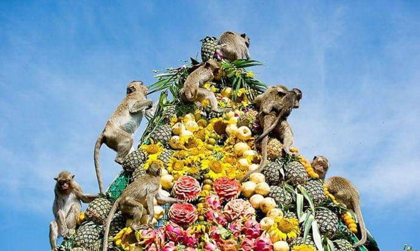 festival makan besar untuk monyet di Thailand