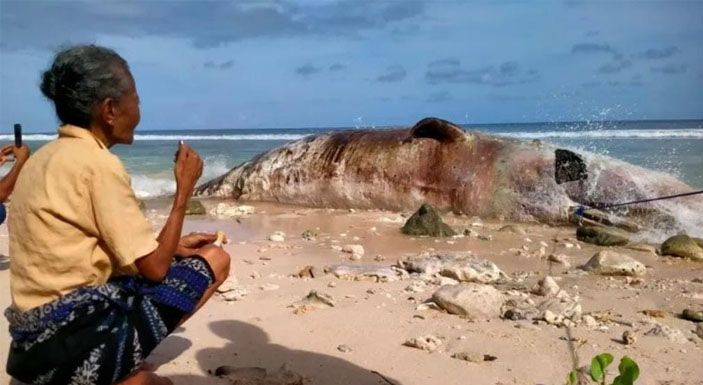 Seorang tokoh adat melakukan ritual adat sebelum proses penguburan paus yang terdampar di Pantai Wadu Maddi, Kabupaten Sabu Raijua, NTT.