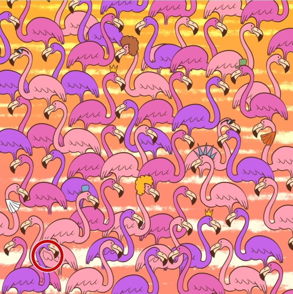 Tes Visual : Dapatkah Anda Menemukan Gambar Hati Pada Kumpulan Flamingo?