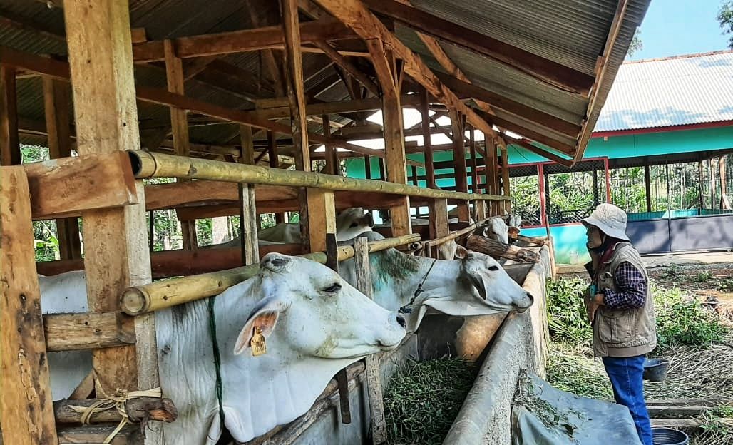 Petugas mengamati sapi yang akan di IB di wilayah Jatinunggal, Sumedang. sejumlah langkah untuk penambahan populasi sapi di wilayah Sumedang telah dilaksanakan oleh pihak dinas.