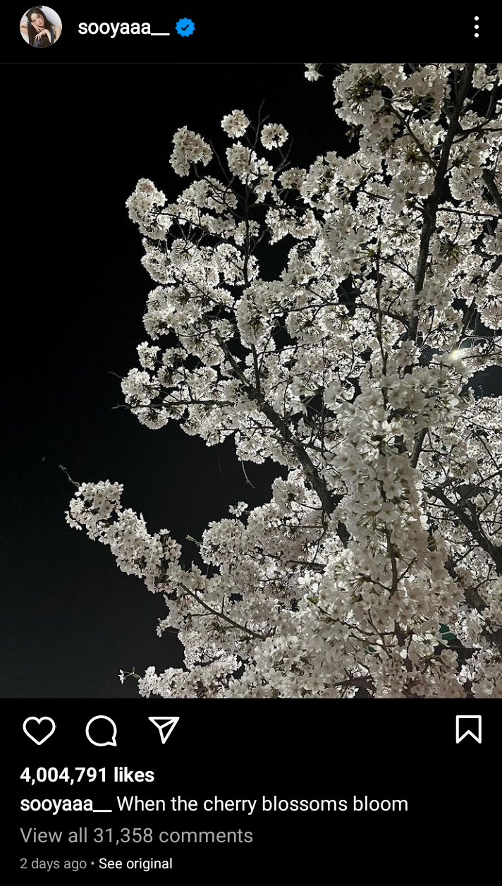 postingan bunga sakura di akun instagram Jisoo Blackpink.