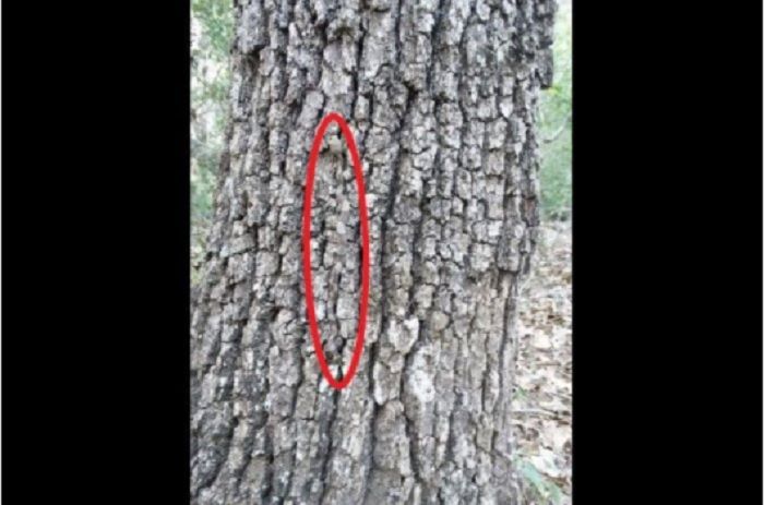 Jawaban tes IQ: posisi ular yang berkamuflase pada pohon
