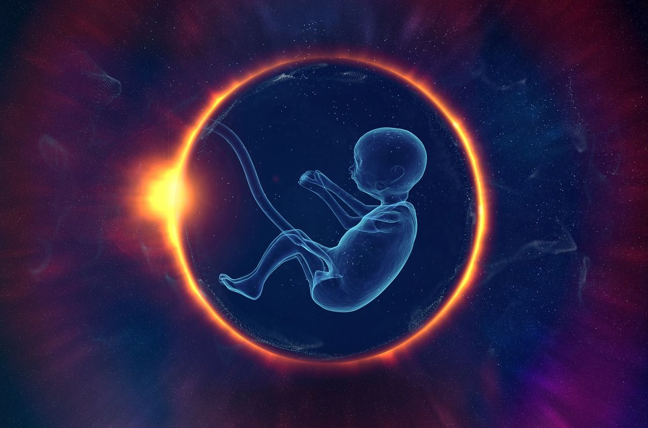 Ilustrasi Proses Terbentuknya Embrio Manusia Menurut Alquran