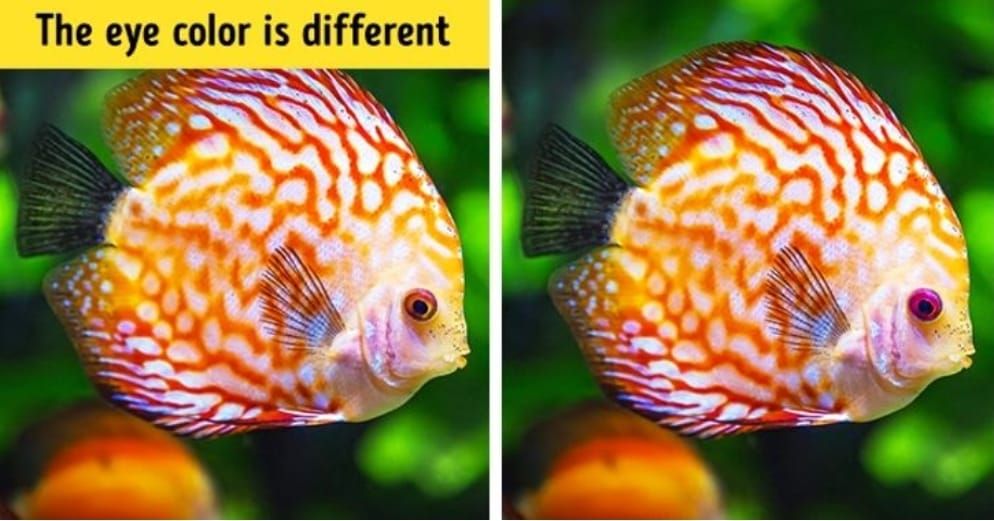 Tes Visual : Uji Seberapa Detail Anda Dengan Melihat Apa Yang Membedakan Dari Dua Ikan Hias Ini