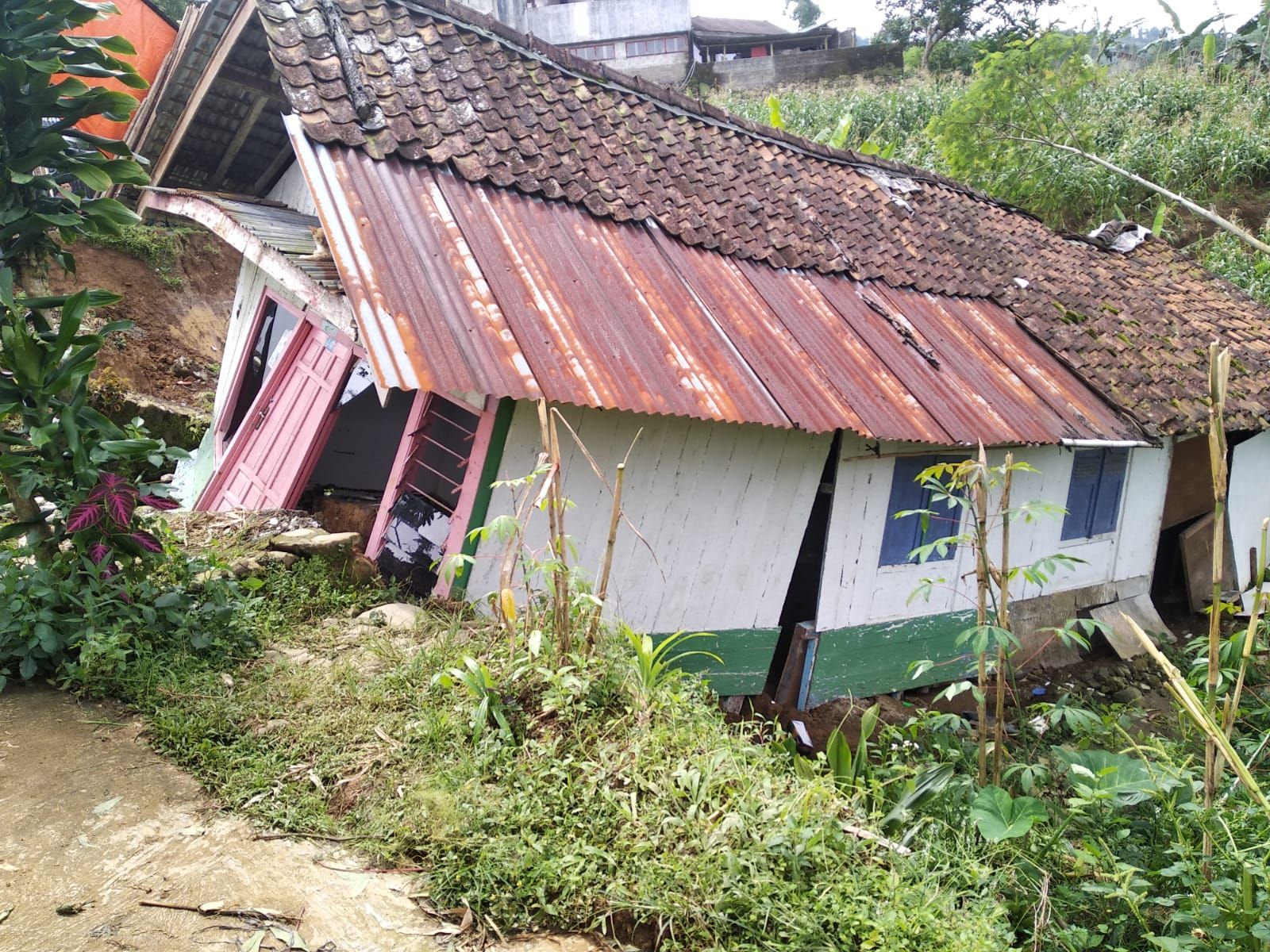 Kondiri rumah Bapak Suprih yang beralamat di dusun Bojong RT 04 RW 06 desa Penusupan, Kecamatan Pejawaran ambles dan longsor karena pergerakan tanah 