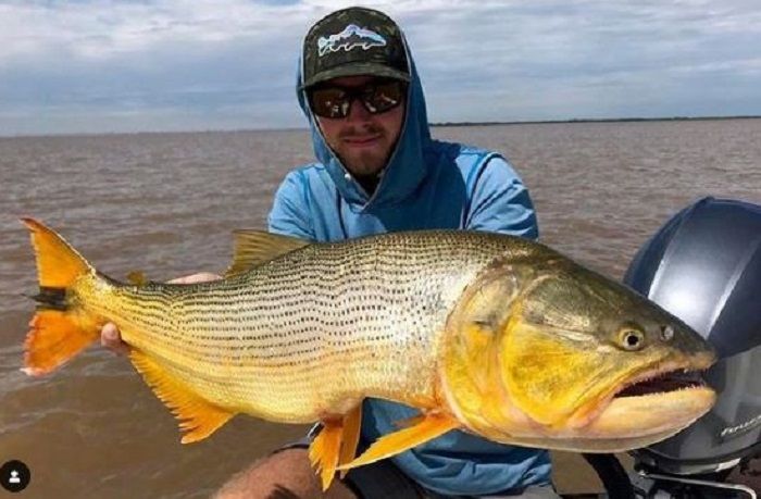 Ikan Golden Dorado