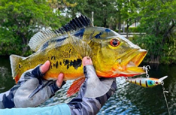 Ikan Peacock Bass