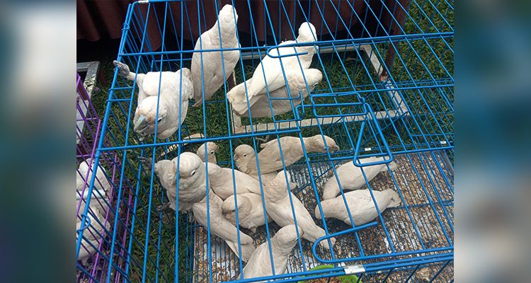 Sejumlah burung langka yang diamankan Polresta Bandung terkait kasus jual-beli satwa dilindungi.