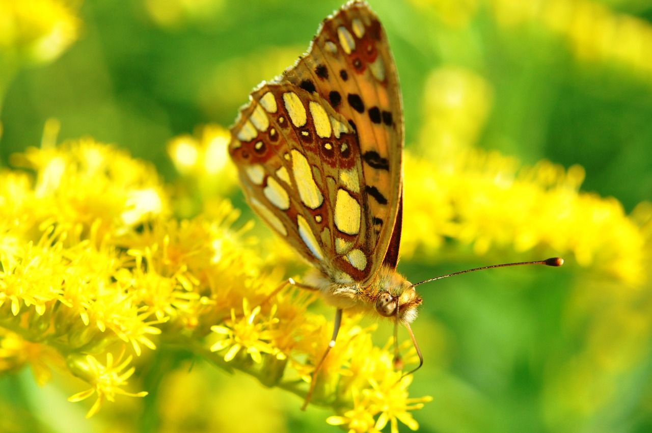 Jangan Abaikan Jika Ada Kupu-kupu Yang Masuk Dalam Rumah, Ini 5 Artinya menurut Primbon