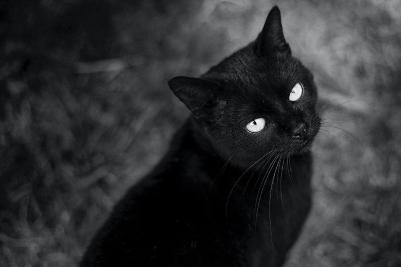 Kucing kampung hitam