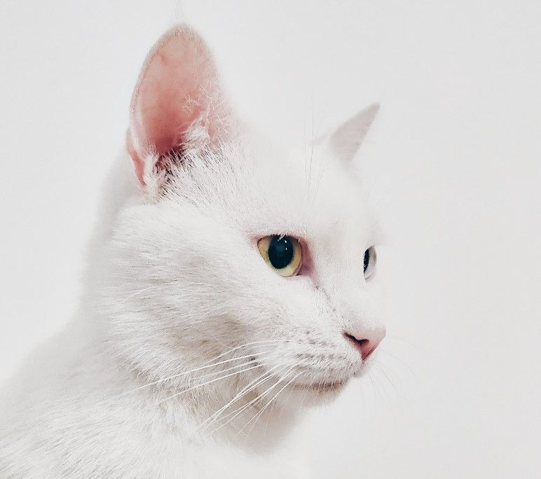 Kucing kampung putih