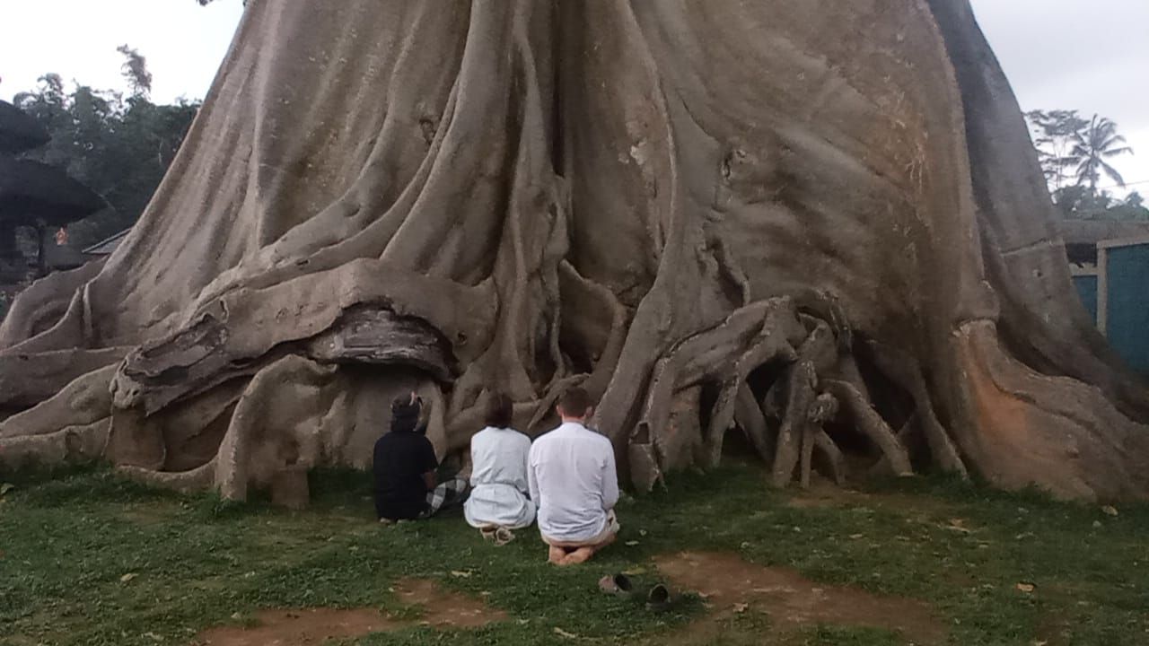 Viral Foto Bugil Bule Rusia Panjat Pohon Keramat di Tabanan Bali, Pelaku Minta Maaf Niskala dan Sekala