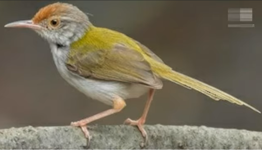 Burung Kicauan yang Menakjubkan yang Wajib Anda Ketahui