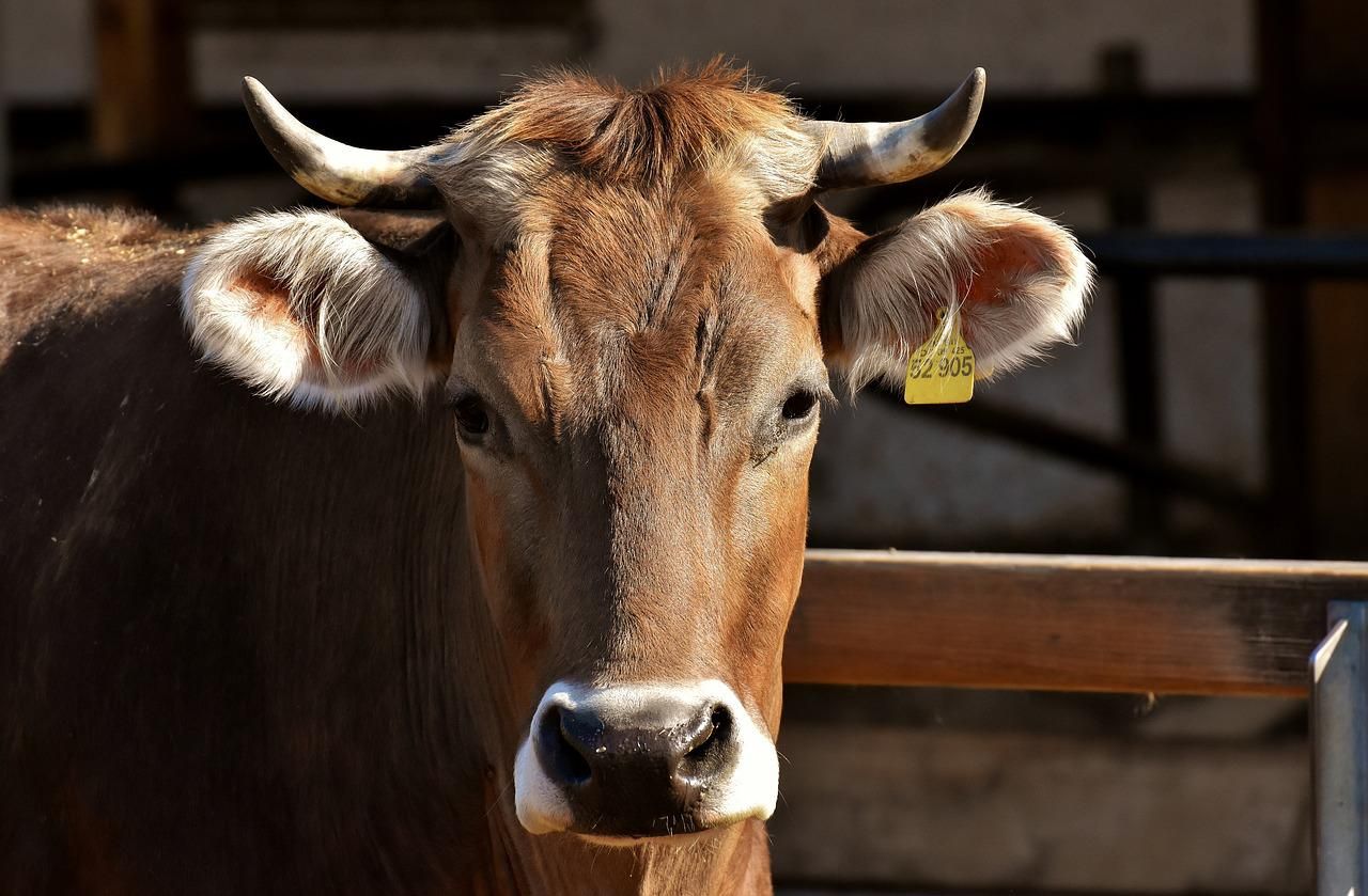 Ilustrasi - sapi jadi salah satu hewan ternak yang rentan terkena penyakit mulut dan kuku