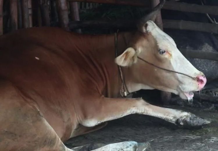 Seekor sapi di Lombok Tengah, Nusa Tenggara Barat yang positif terkena penyakit mulut dan kuku (PKM).