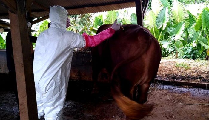 Ilustrasi: Tim Kesehatan Hewan Dinas Peternakan Kota Banjar saat melakukan penanganan sapi terjangkit PMK di wilayah Kota Banjar, Kamis 12 Meni 2022*