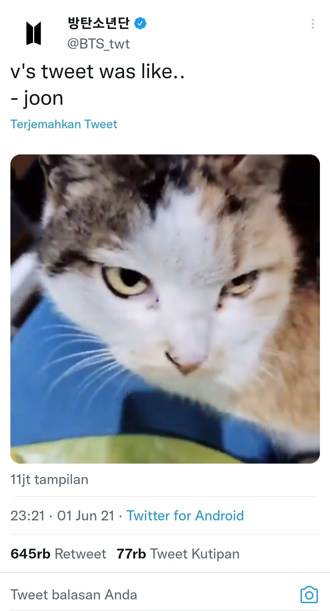 Tangkap layar video Toro, kucing 'penunggu' HYBE yang diposting RM BTS di Twitter @BTS_twt