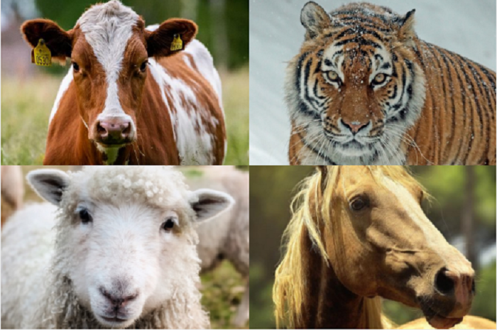 Dalam tes psikologi ini, hewan yang paling menarik bagi Anda dapat mengungkapkan kepribadian diri sendiri.