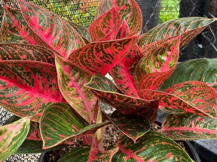 Cara membuat daun Aglonema menjadi rimbun dan glowing menggunakan air bawang merah / Tangkap layar instagram.com/trentanamanhias