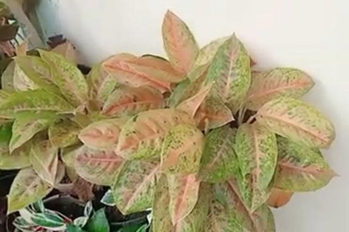 Ilustrasi tips merawat aglonema dengan suhu yang berbeda akan hasilkan warna daun berbeda./