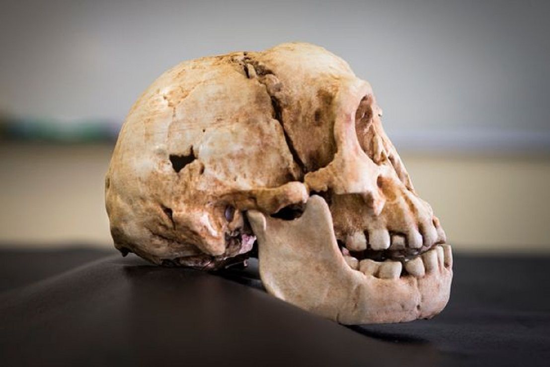Spesies itu tidak diketahui sampai ditemukannya tengkorak dan tulang lainnya 19 tahun yang lalu./ 