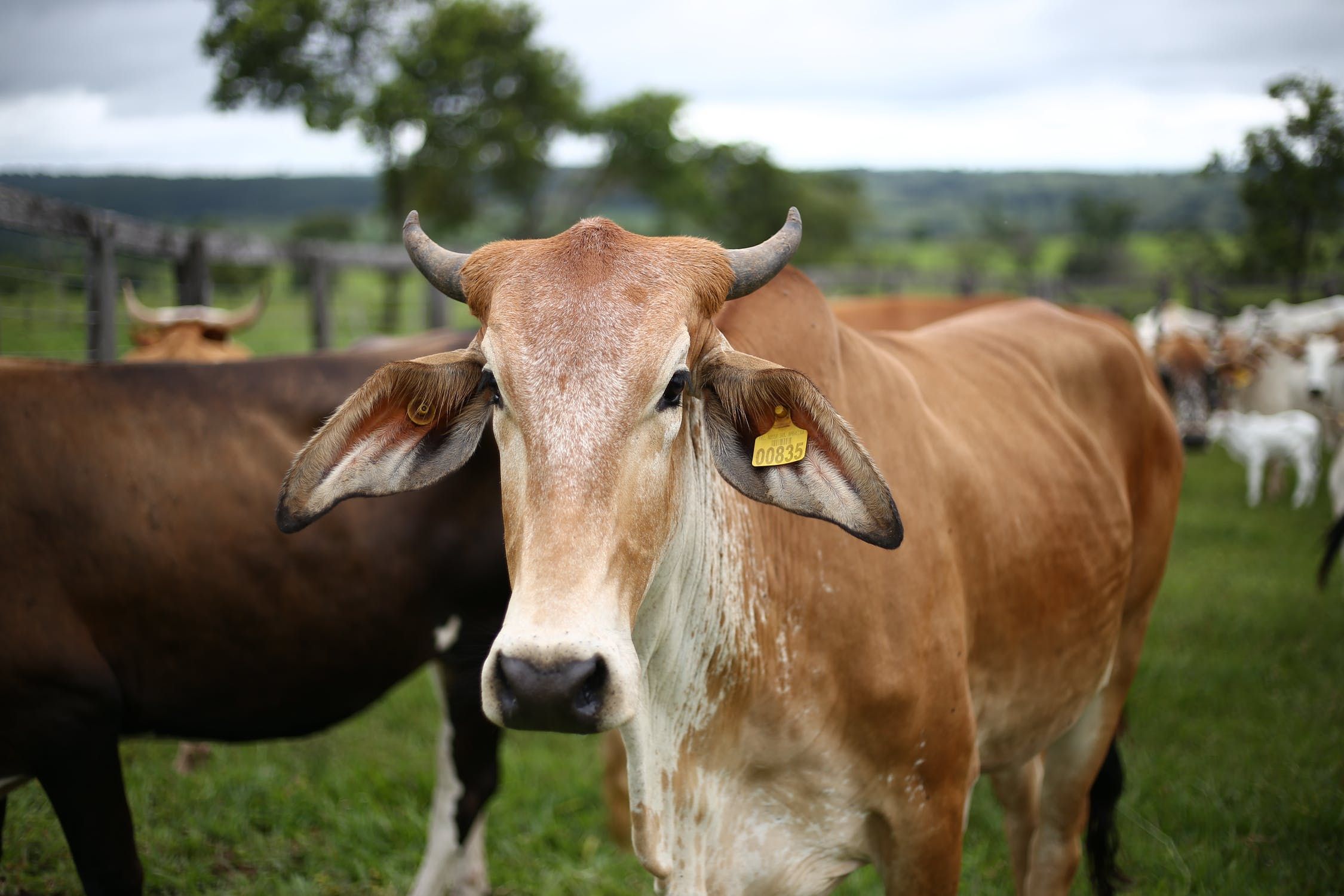 Ilustrasi sapi ternak - Waspada PMK! drh Fauzi Himbau Peternak Beri Pakan Tambahan dan Tunda Beli Ternak Sapi
