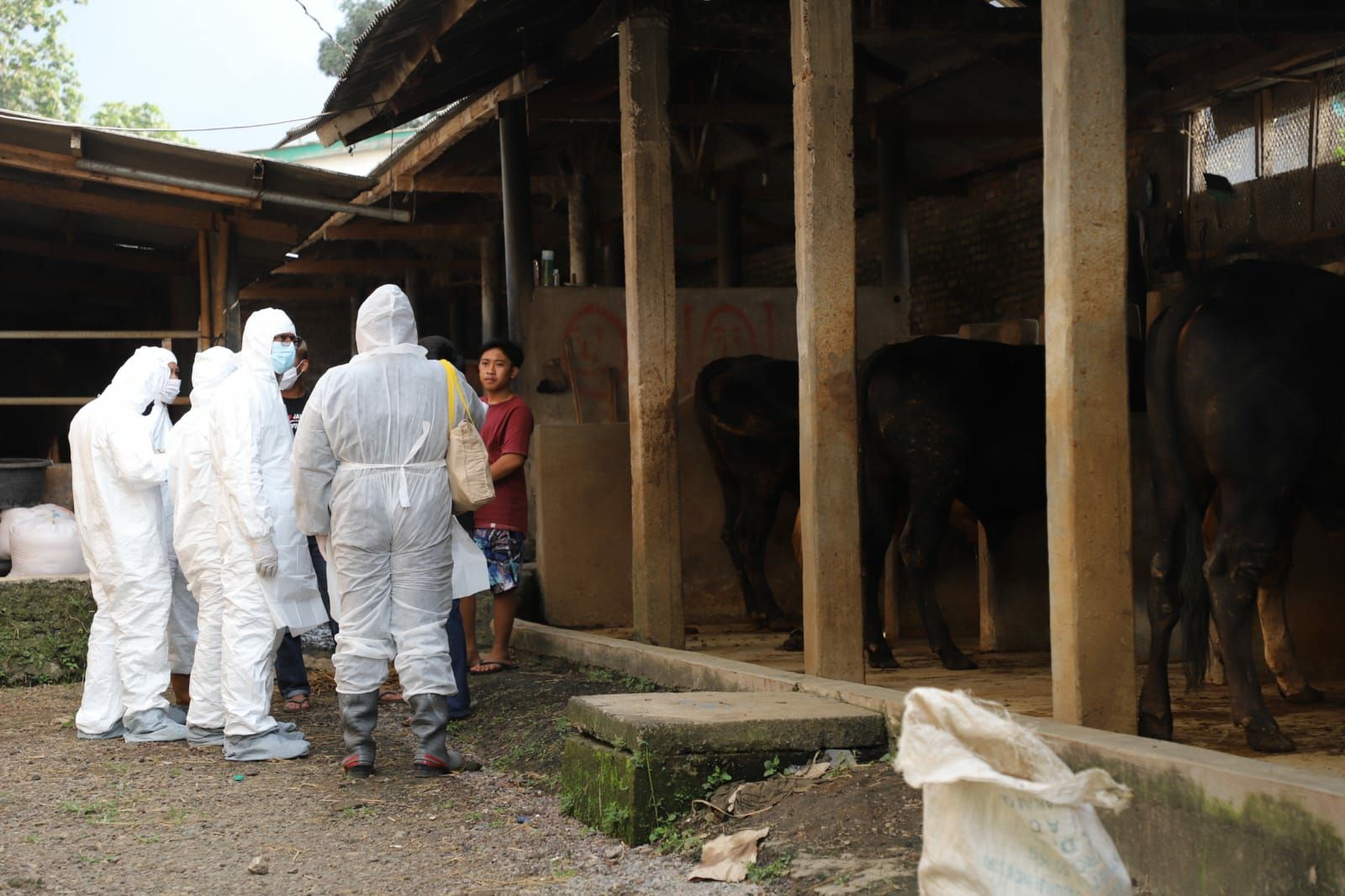 Wakil Bupati Garut, Helmi Budiman bersama petugas dari Diskanak Garut saat memeriksa sejumlah hewan ternak yang diduga terpapar wabah PMK di sejumlah peternakan.