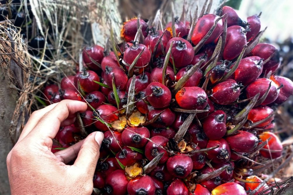Ilustrasi buah kelapa sawit. Harga TBS Kelapa Sawit Tanggal 13 14 15 Maret 2023 di Kabupaten Bangka, Benarkah Mengalami Penurunan?
