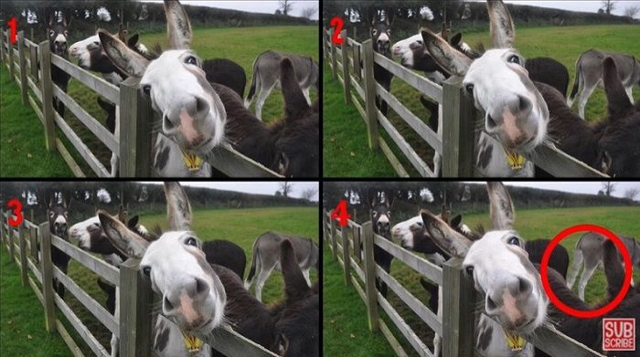 Gambar keledai yang berbeda pada tes fokus.