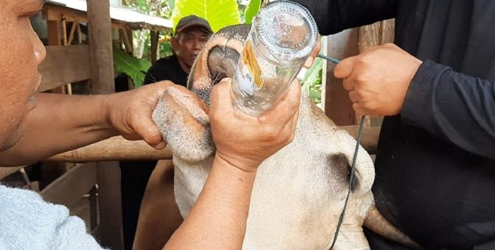 Sejumlah ternak sapi di peternakan BSP Farm, Desa Ciharalang, Kecamatan Cijeungjing, diberi ramuan obat tradisional untuk mengantisipasi terjangkit wabah PMK, Kamis 19 Mei 2022.*