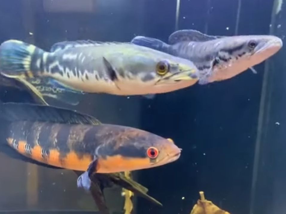 Tiga ekor ikan Channa atau ikan gabus hias berbeda jenis dalam satu aquarium.