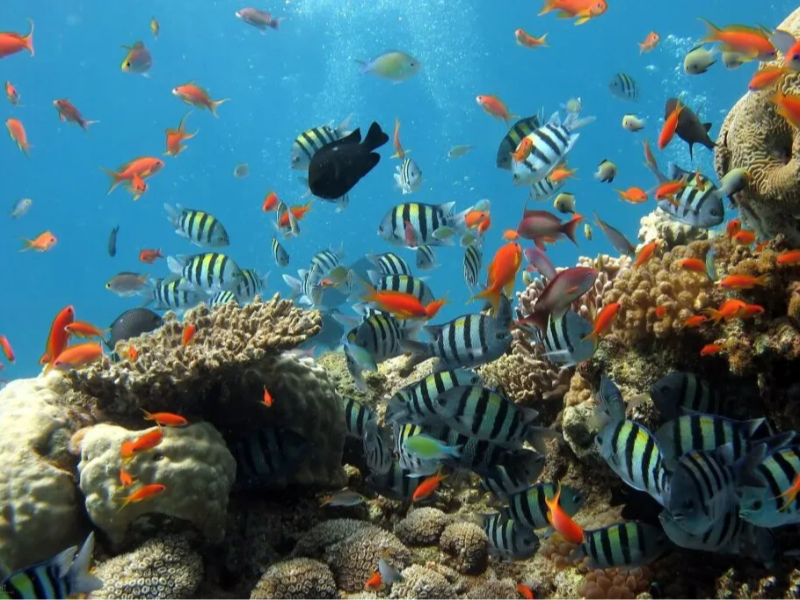 Bangsring Underwater merupakan pusat konservasi biota laut - Wisata Banyuwangi