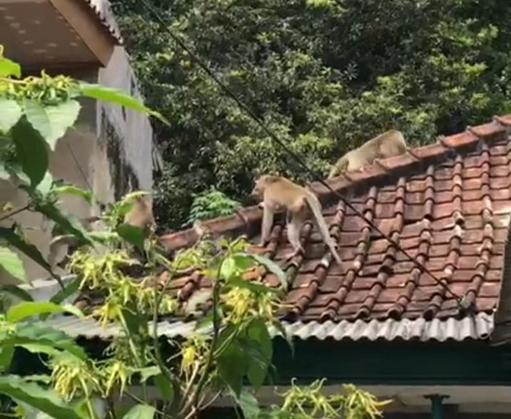 Kawanan monyet sedang berlarian di atap rumah penduduk, di Dusun Ciuyah, Desa Ciuyah, Kecamatan Cisarua, Kabupaten Sumedang, Minggu, 22 Mei 2022, sore.