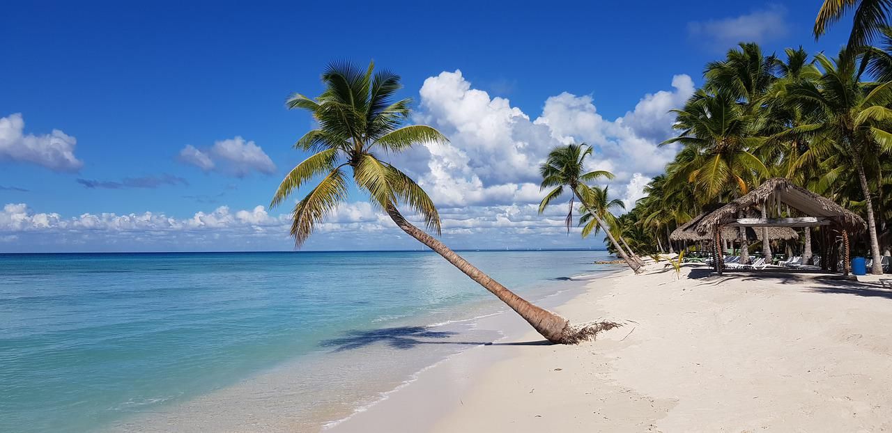 Pohon kelapa yang tumbuh condong ke arah laut