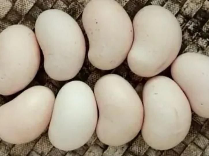 Telur berbentuk kacang mete dari Karnataka.*  