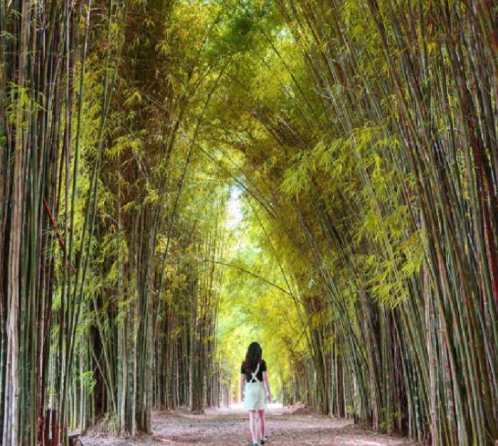 Hutan Bambu Keputih, Surabaya