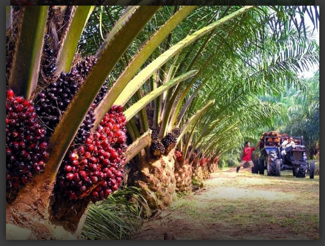 Lokasi perkebunan kelapa sawit. Setelah Larangan Ekspor Dibuka, Pengamat: Pemerintah Agar Ambil Opsi Naikkan Pungutan Ekspor Minyak Sawit Mentah (CPO)