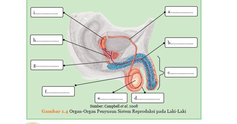 berikut kunci jawaban IPA kelas 9 SMP/MTs halaman 8 Aktivitas 1 1 Bab 1 identifikasi organ penyusun sistem reproduksi laki-laki