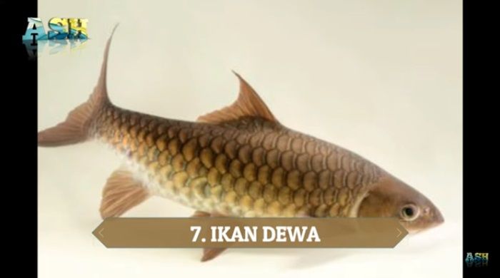 Ikan Dewa.