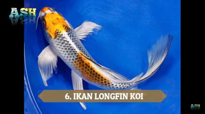 Ikang Longfin Koi.
