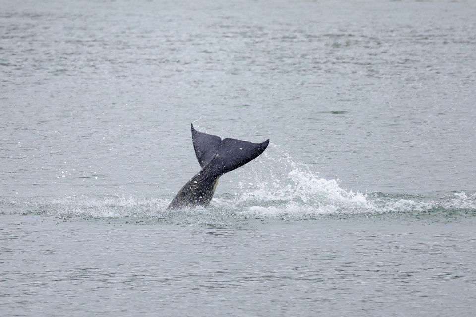 Ilustrasi seekor orca berenang di sungai Seine di Duclair di Normandia, setelah menyimpang ke sungai dari laut dan berenang dari Le Havre ke Rouen, Prancis, 26 Mei 2022- Sekelompok paus pembunuh  menyerang sebuah kapal di lepas pantai Spanyol selatan