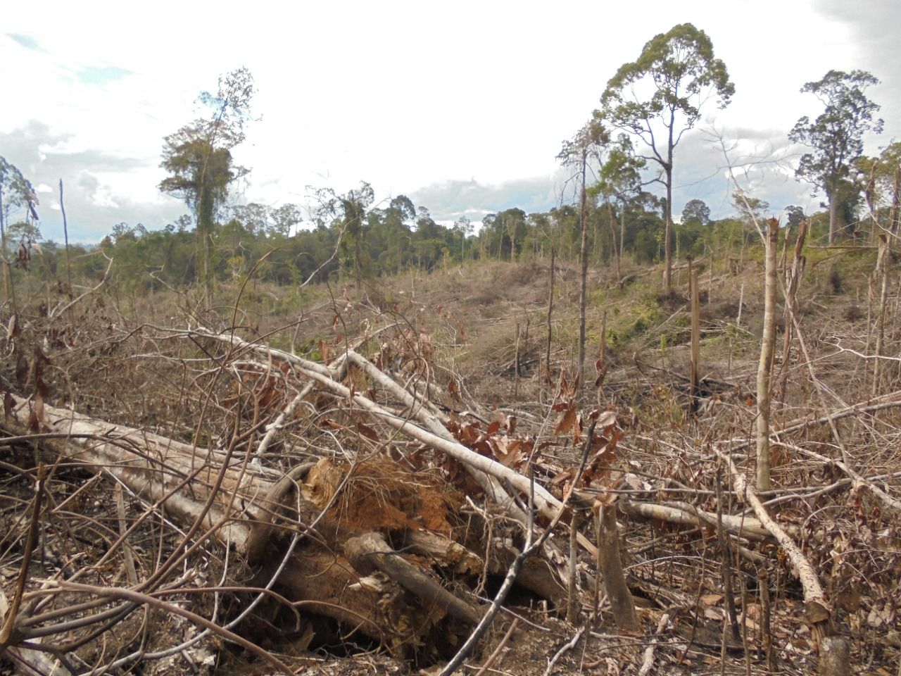  rumah terakhir gajah Sumatera dirambah diduga akan dijadikan kebun sawit/KanopiHijau/