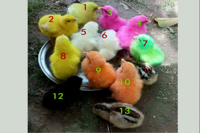 Jawaban tes fokus. Jumlah anak ayam.