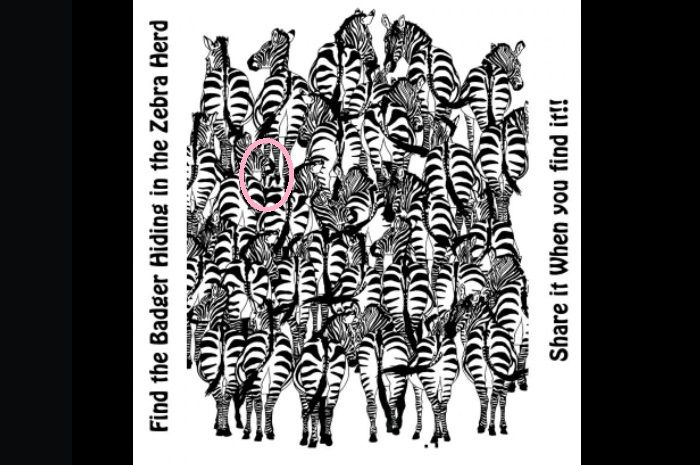 Temukan luwak di antara kawanan zebra pada gambar teka-teki tes IQ kali ini untuk buktikan bahwa fokus Anda bagus. 